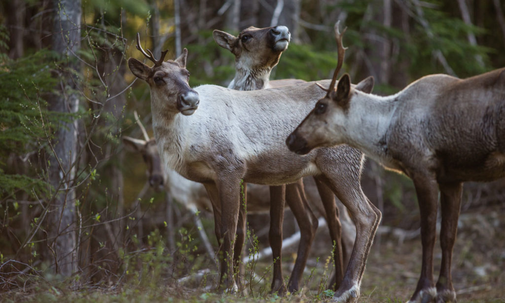 Kalispel Tribe works to save the Selkirk Caribou – Northern Quest Resort & Casino